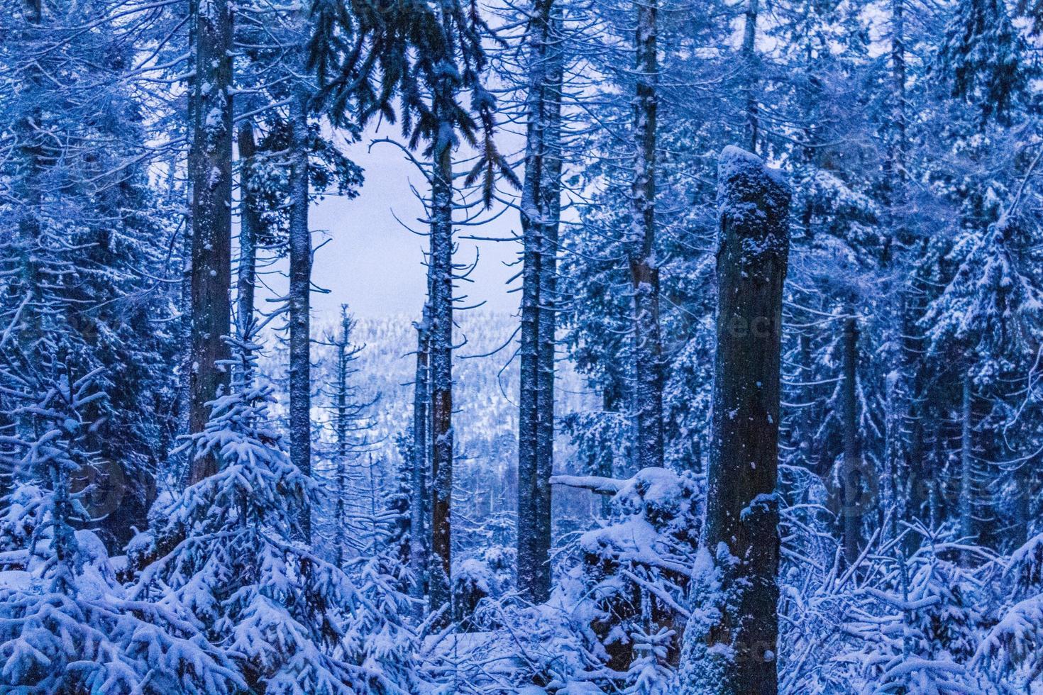 paysage forestier la nuit sapins glacés montagne brocken allemagne. photo