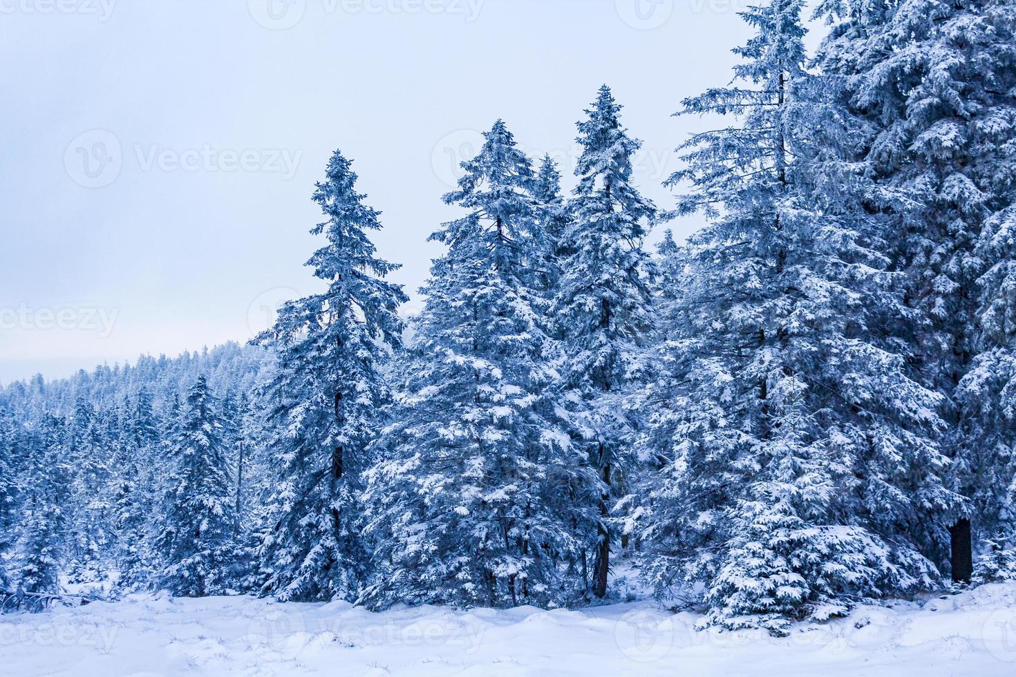 paysage forestier la nuit sapins glacés montagne brocken allemagne. photo