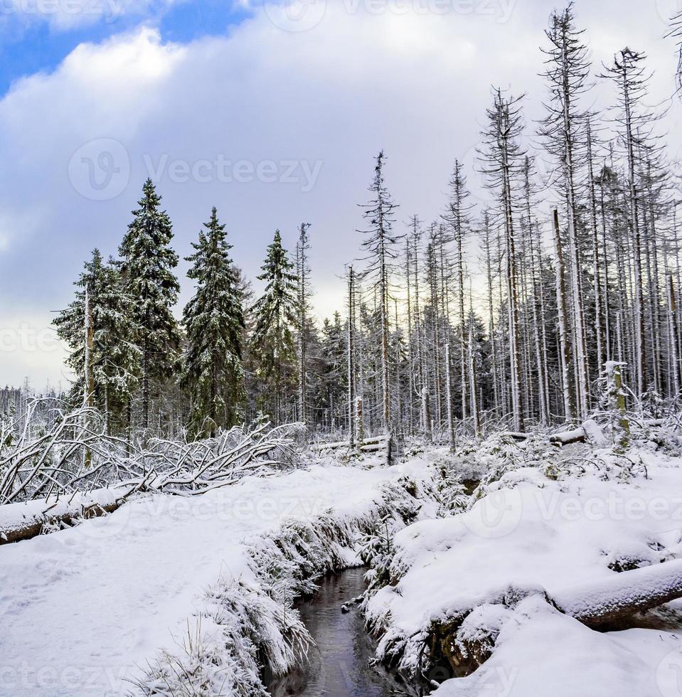 Il a neigé dans les sapins paysage à vapeur Brocken Mountain Harz Allemagne photo