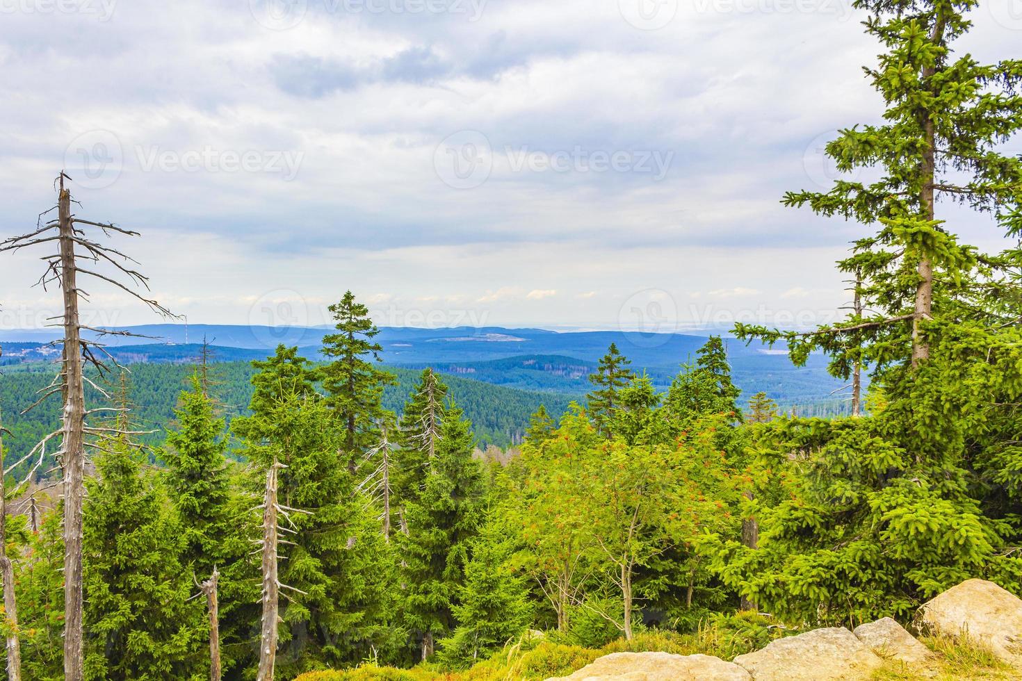 Forêt de sapins morts au sommet de la montagne Brocken Harz Allemagne photo