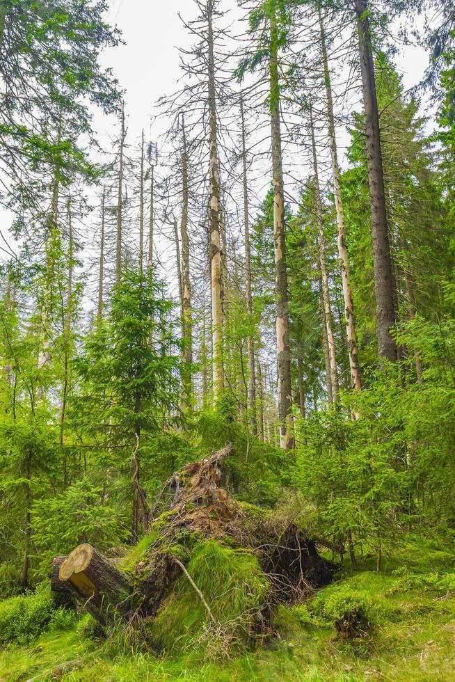 Forêt avec des sapins morts pic de montagne Brocken Harz Allemagne photo