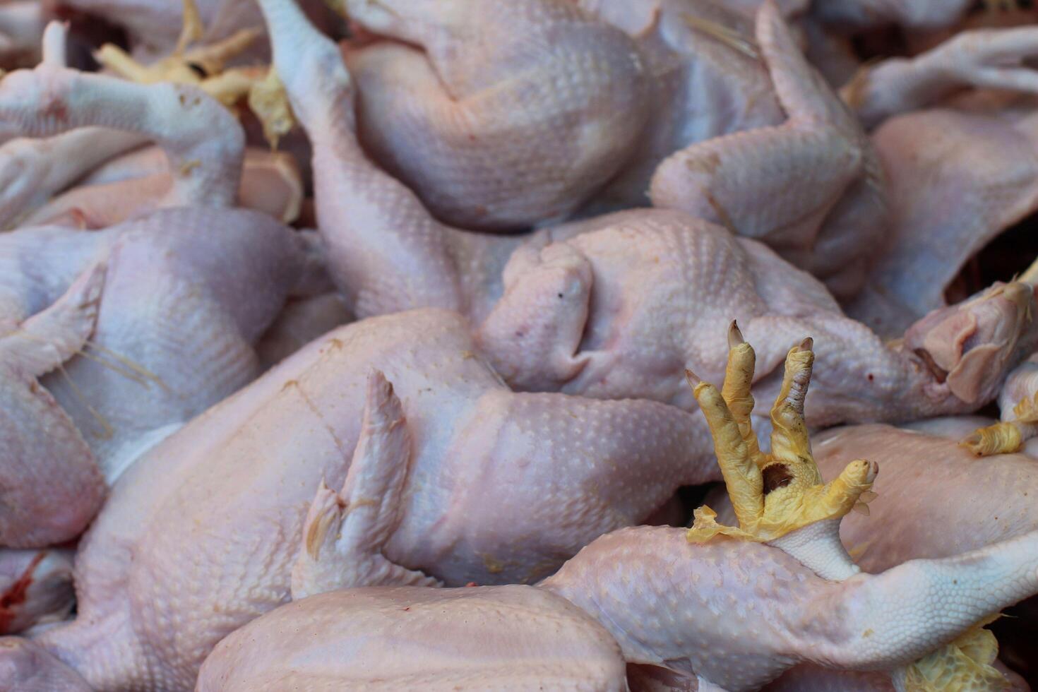 viande de poulet crue prête à être vendue sur le marché photo