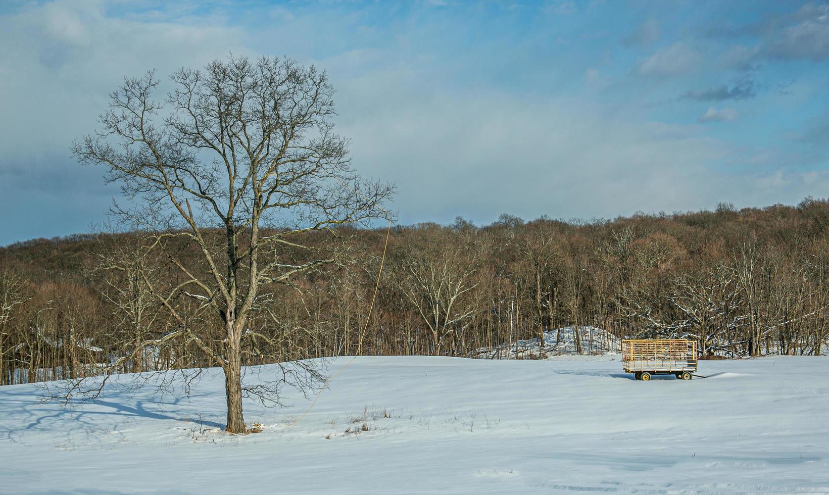 Arbre dans le champ agricole couvert de neige avec panier photo