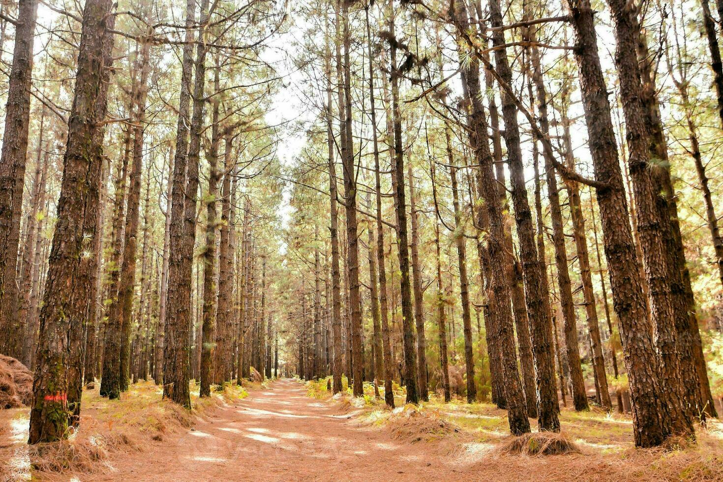 une chemin par une forêt photo