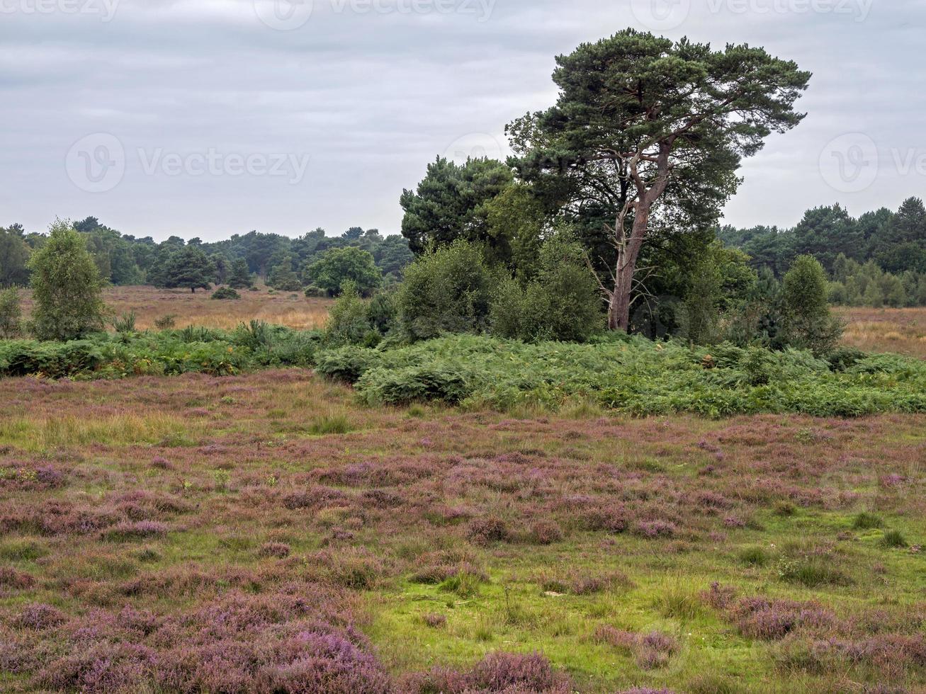 Heather et arbres à Skipwith Common, North Yorkshire, Angleterre photo