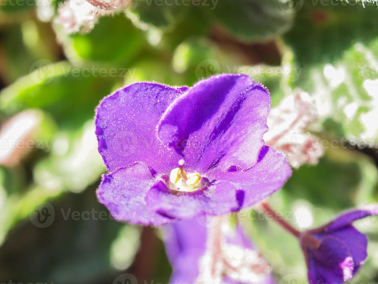 fleur d'alto violette photo