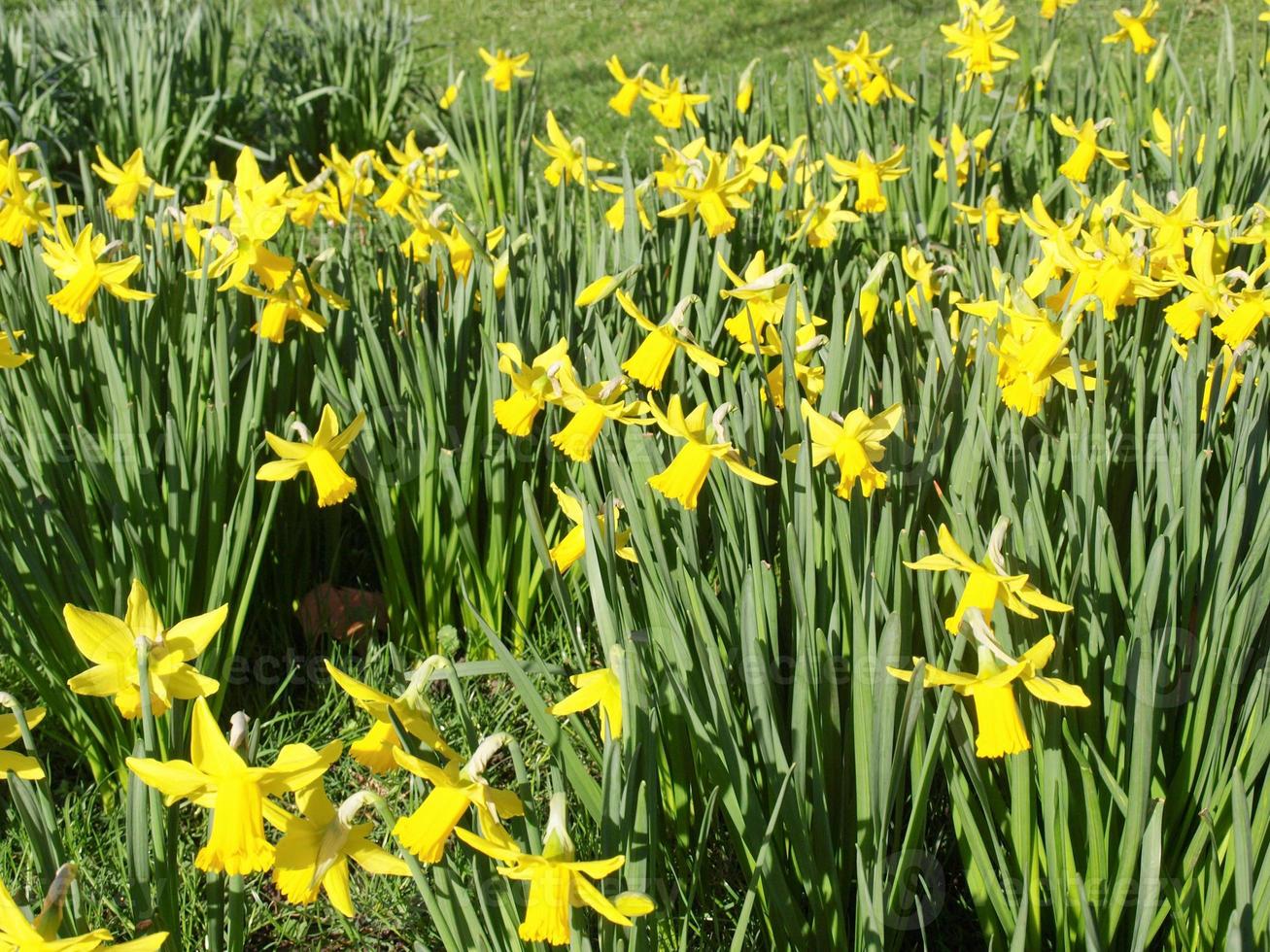 jonquille narcisse fleurs jaunes photo