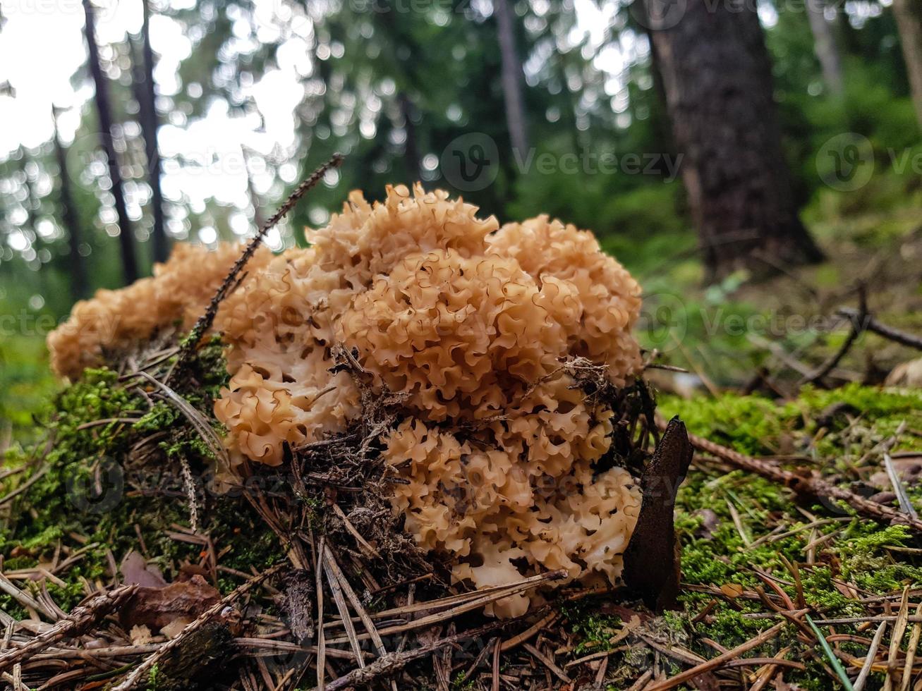 champignons sur le sol d'une forêt photo