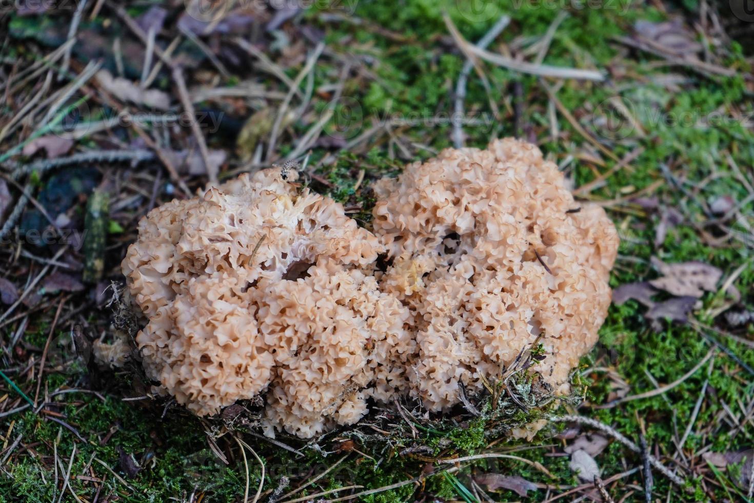 champignons sur le sol d'une forêt photo