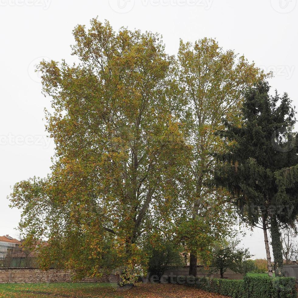 platanus aka sycomore en automne photo