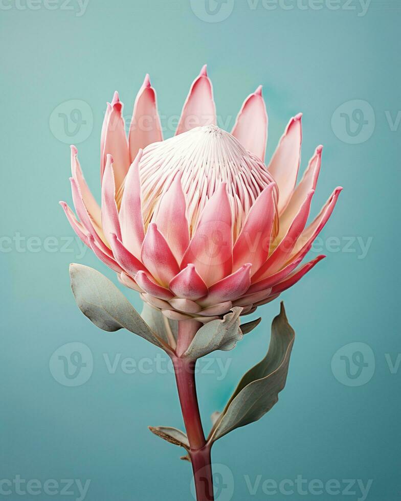 rose protea fleur isolé sur bleu Contexte - ancien filtre effet photo