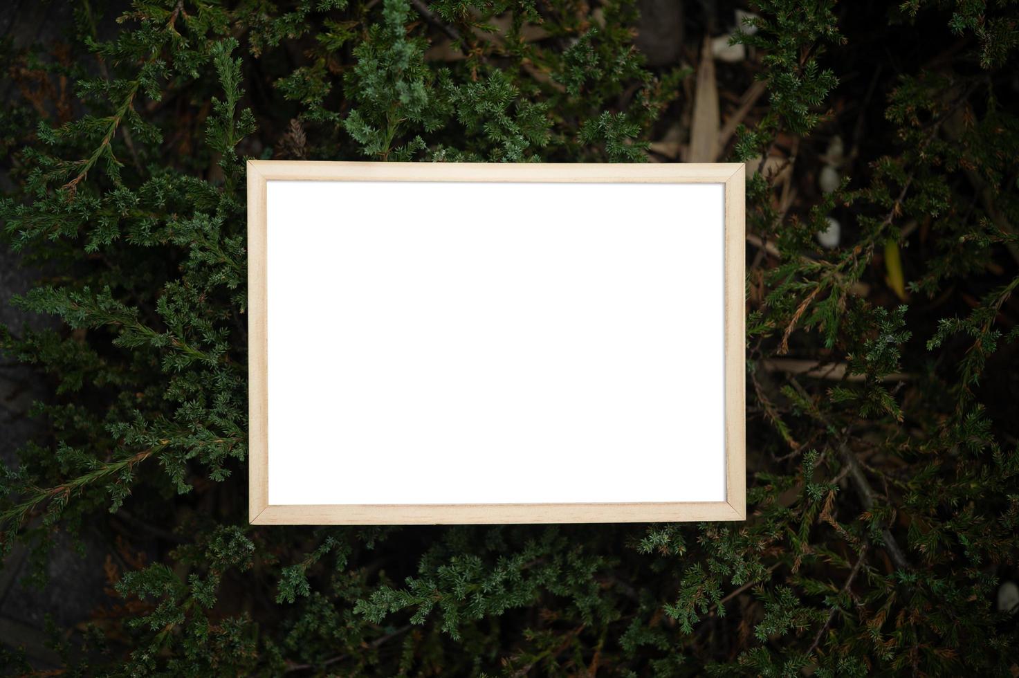 un cadre photo blanc sur un arbre