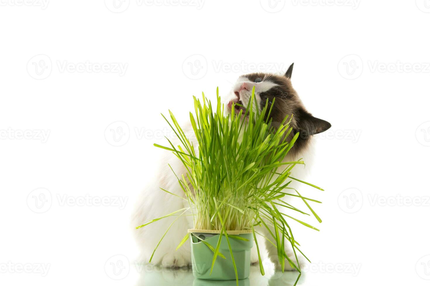 une ragdoll chat mange herbe de une Plastique pot. photo