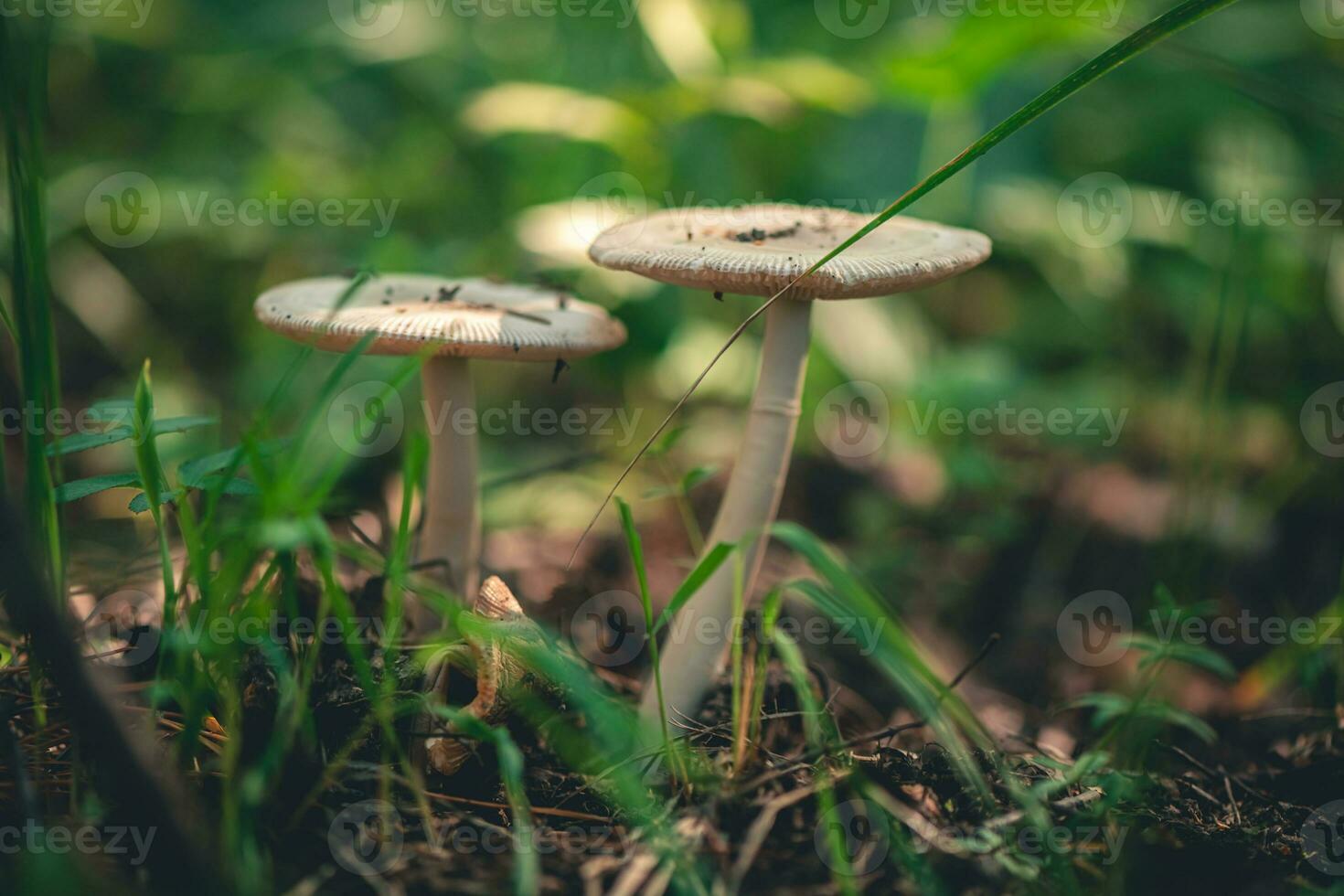 champignon amanite crocée dans le forêt photo