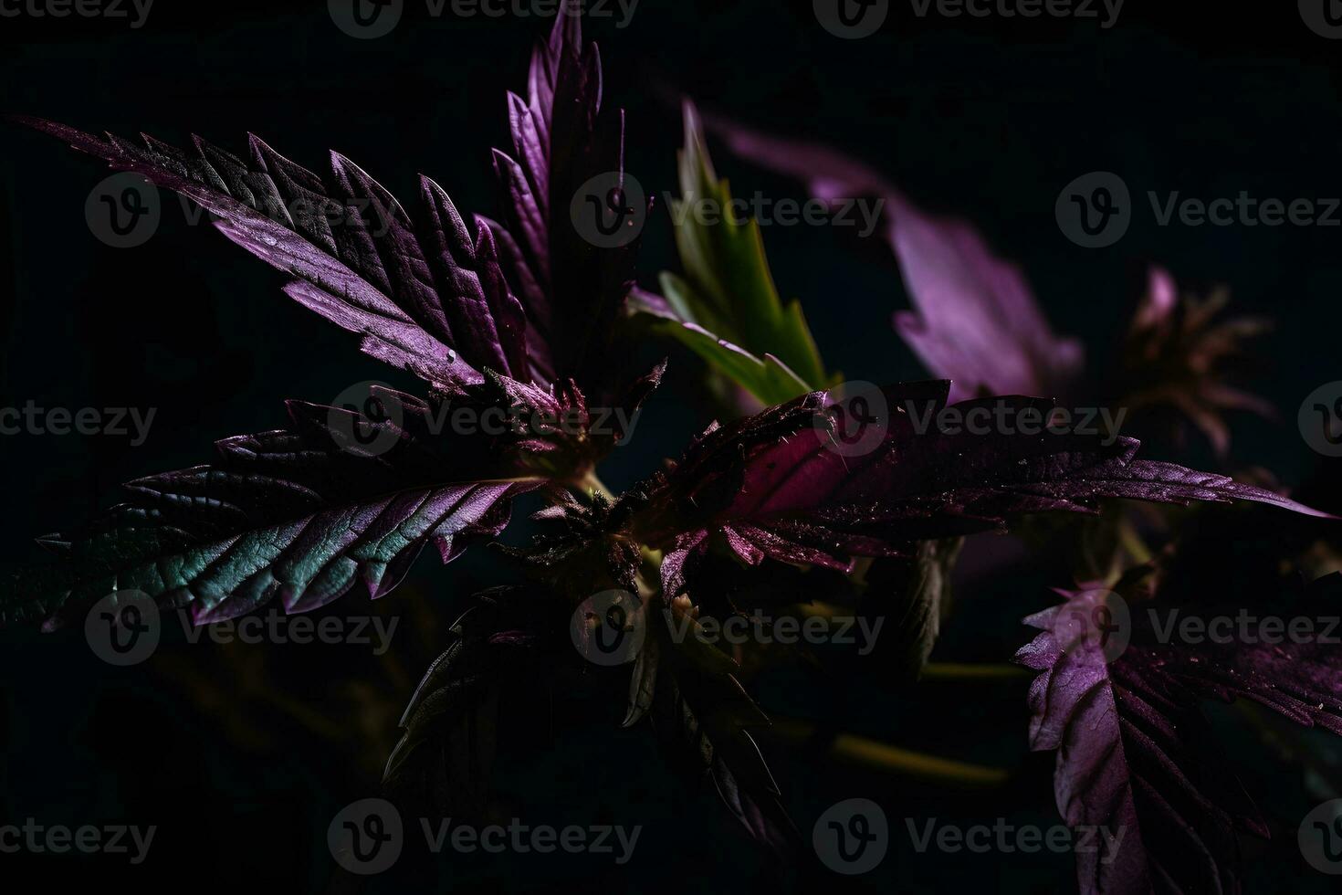 violet cannabis feuille sur une foncé Contexte. neural réseau ai généré photo