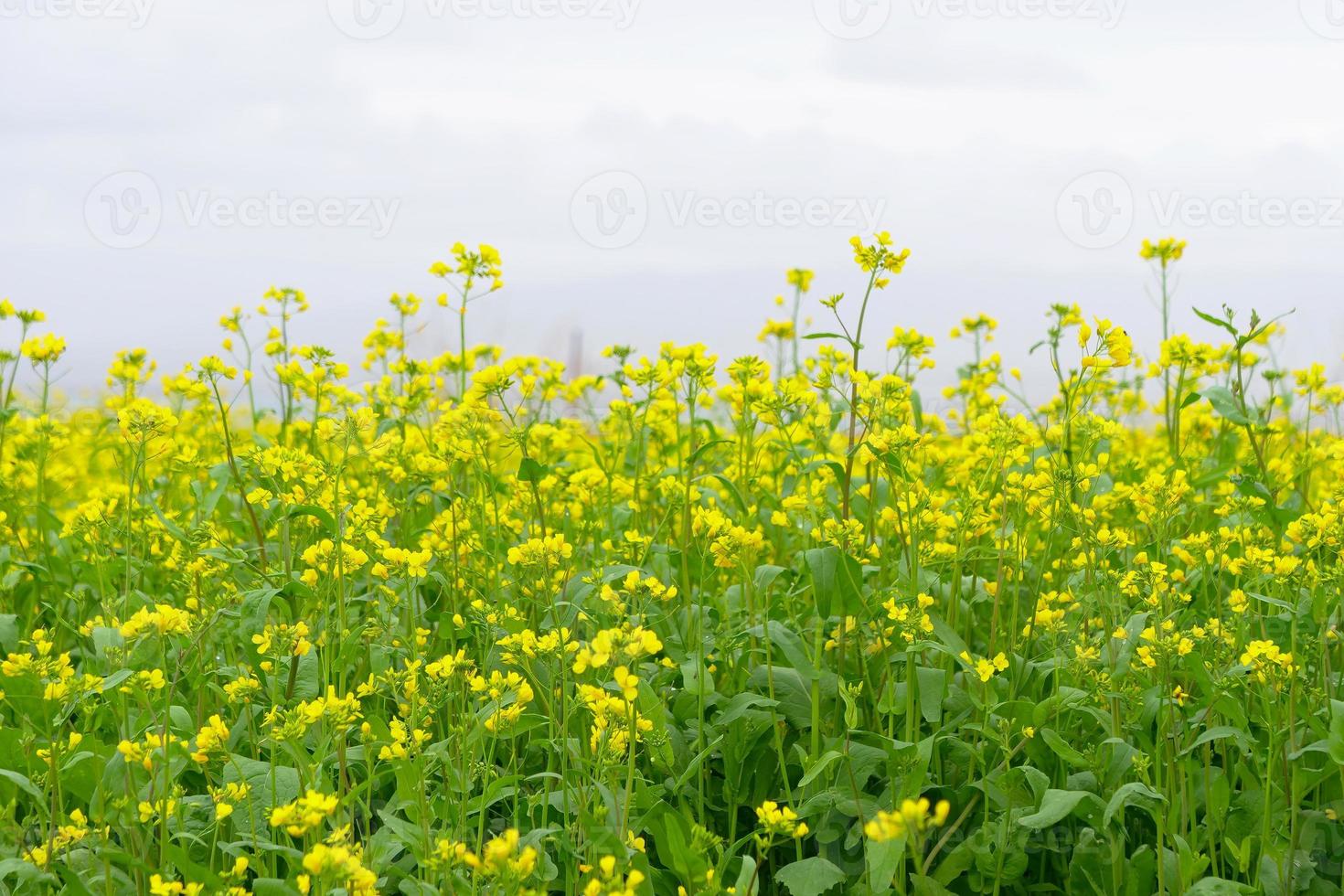 Champ de fleurs de colza et ciel nuageux dans la province de Qinghai en Chine photo