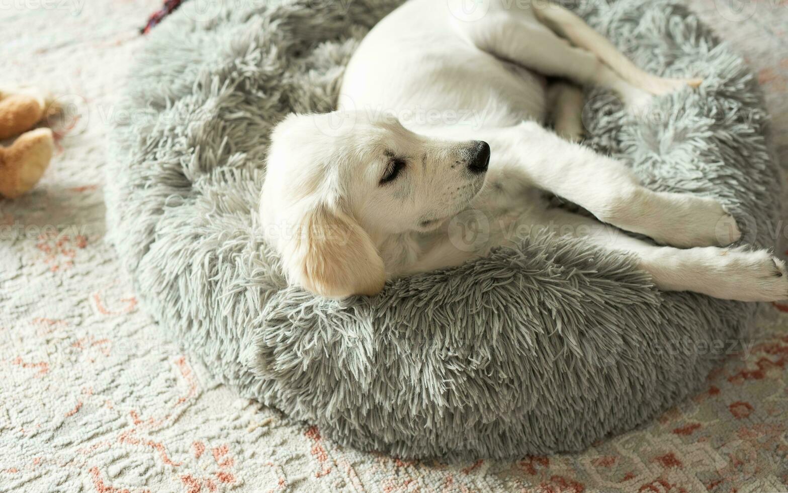 une chiot de une d'or retriever est repos dans une chien lit. photo