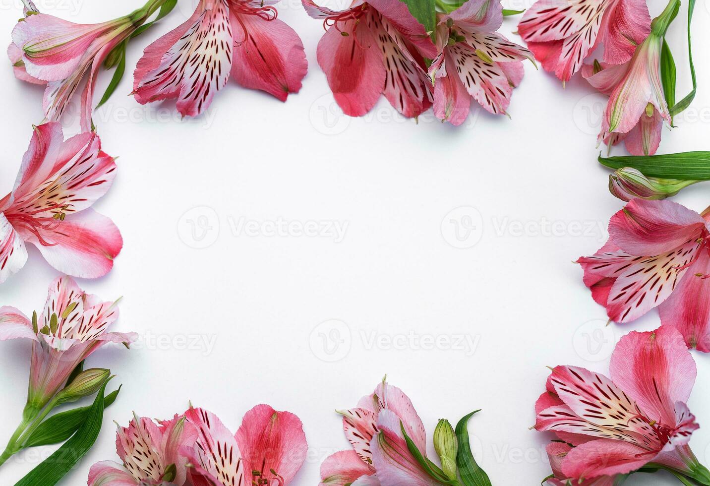 magnifique alstroemeria fleurs sur blanc Contexte photo