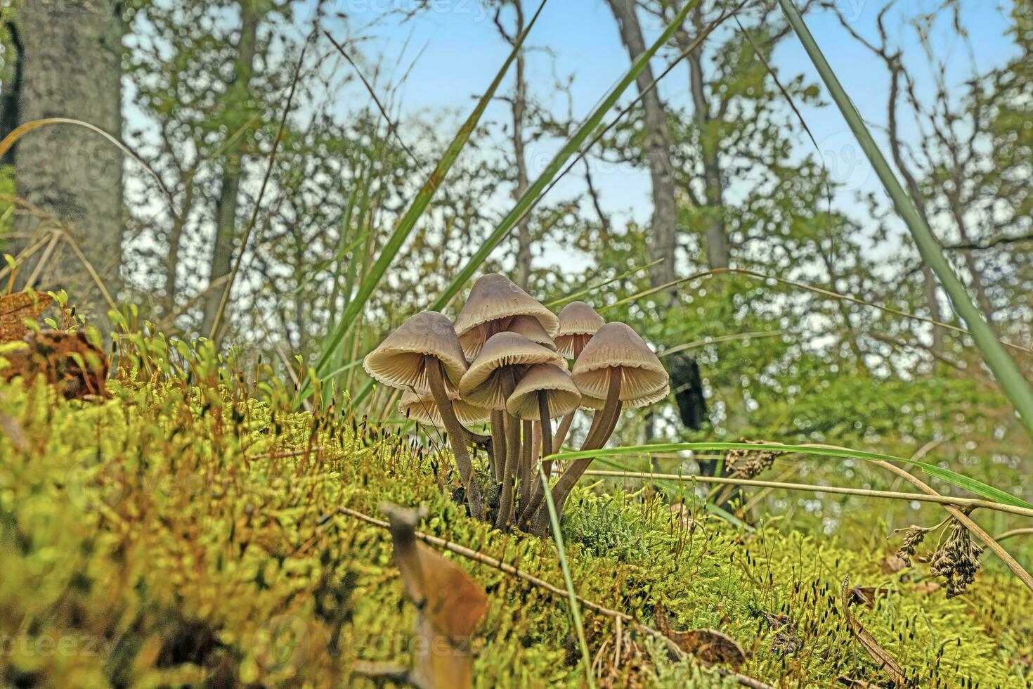 image de une groupe de champignons sur une arbre tronc dans l'automne photo