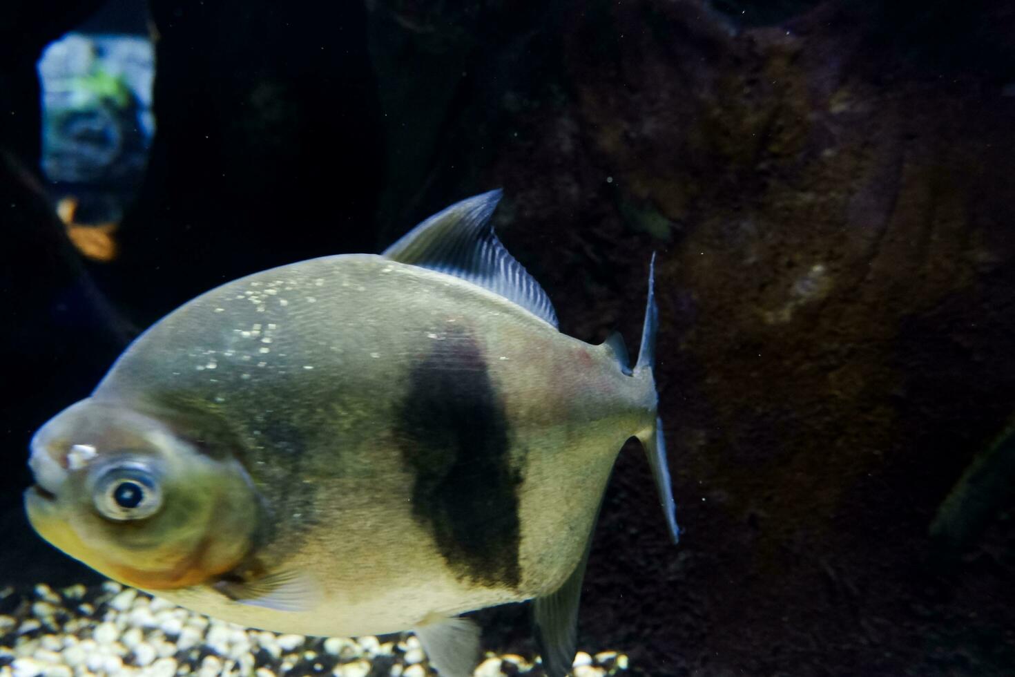 sélectif concentrer de pomfret nager dans une Profond aquarium. photo