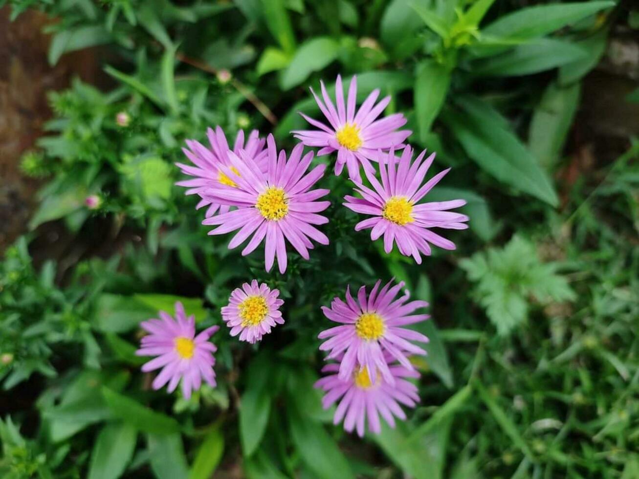 magnifique épanouissement fleur photo