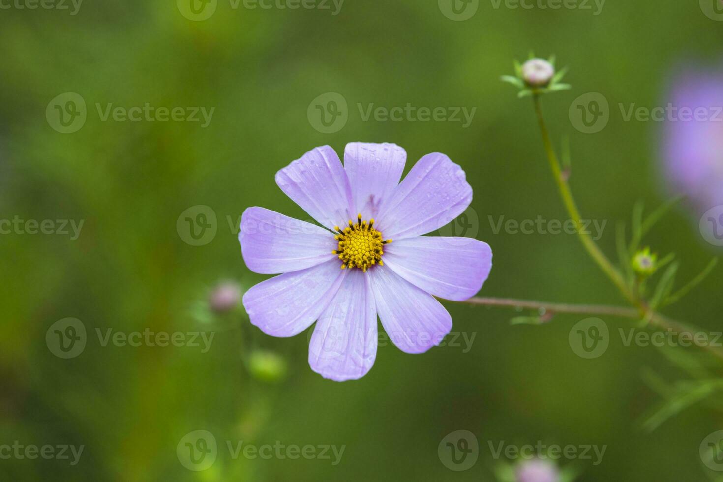 fleur de cosmos rose photo