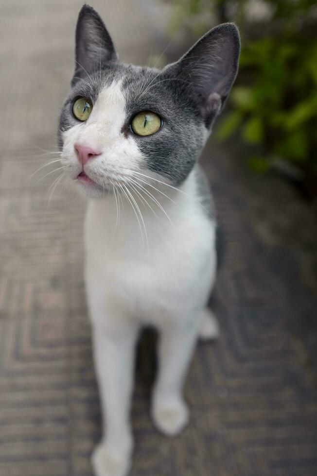 une portrait de une gris chat photo