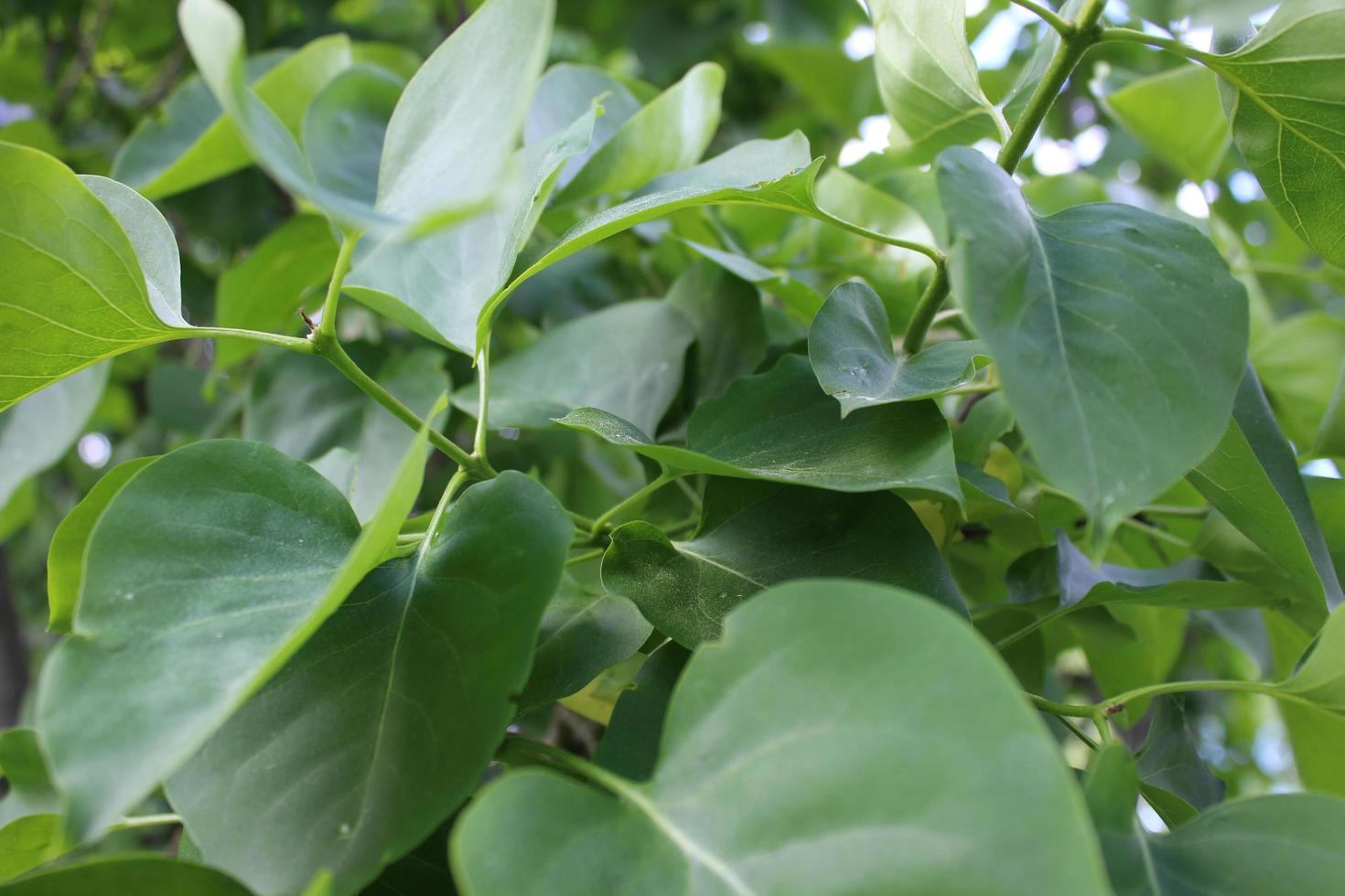 gros plan de feuilles de lilas vert photo