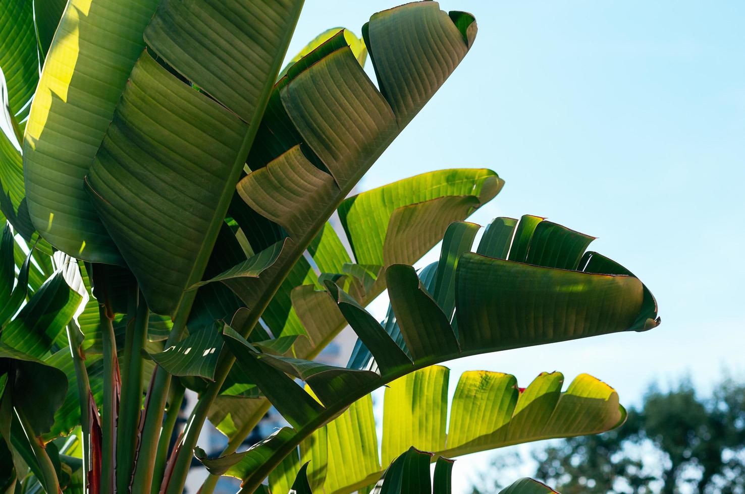 plantes tropicales contre le ciel bleu photo
