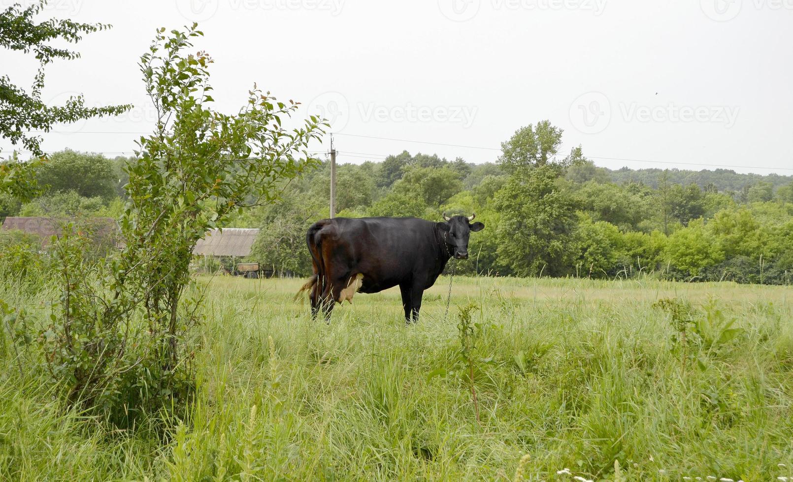 belle grosse vache à lait broute sur un pré vert photo