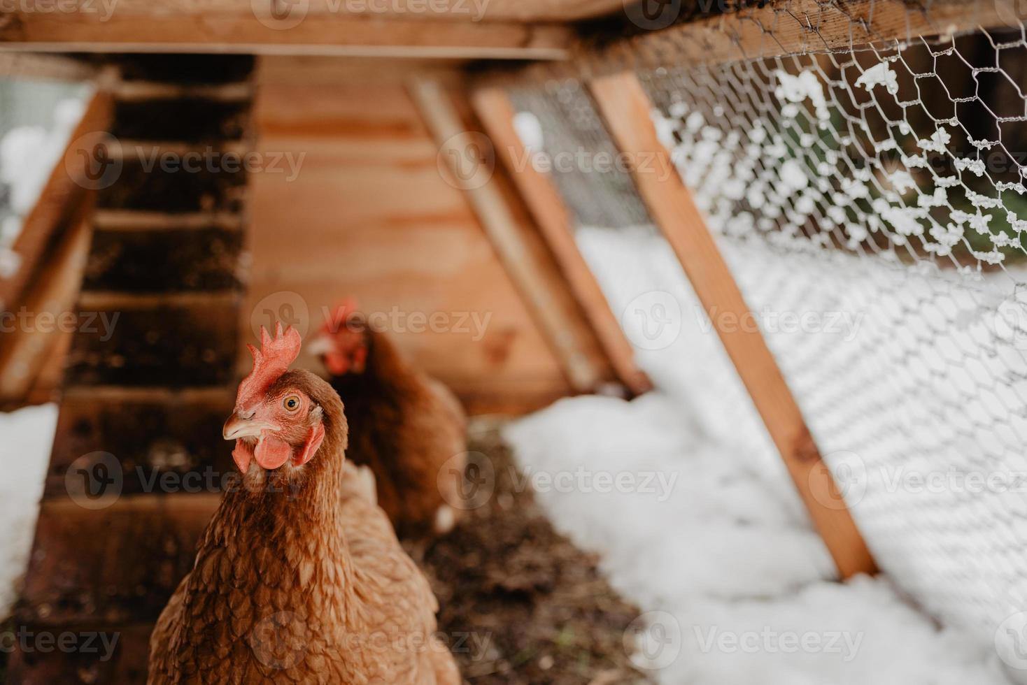 poulets bruns dans un coup fait maison dans la cour rurale, en hiver. photo