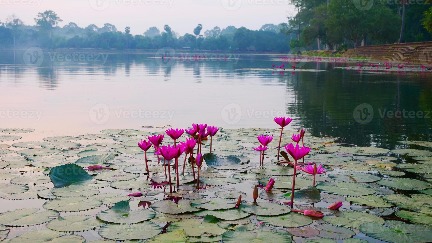 fleur de lotus dans l'étang du complexe d'angkor wat, siem ream cambodge. photo