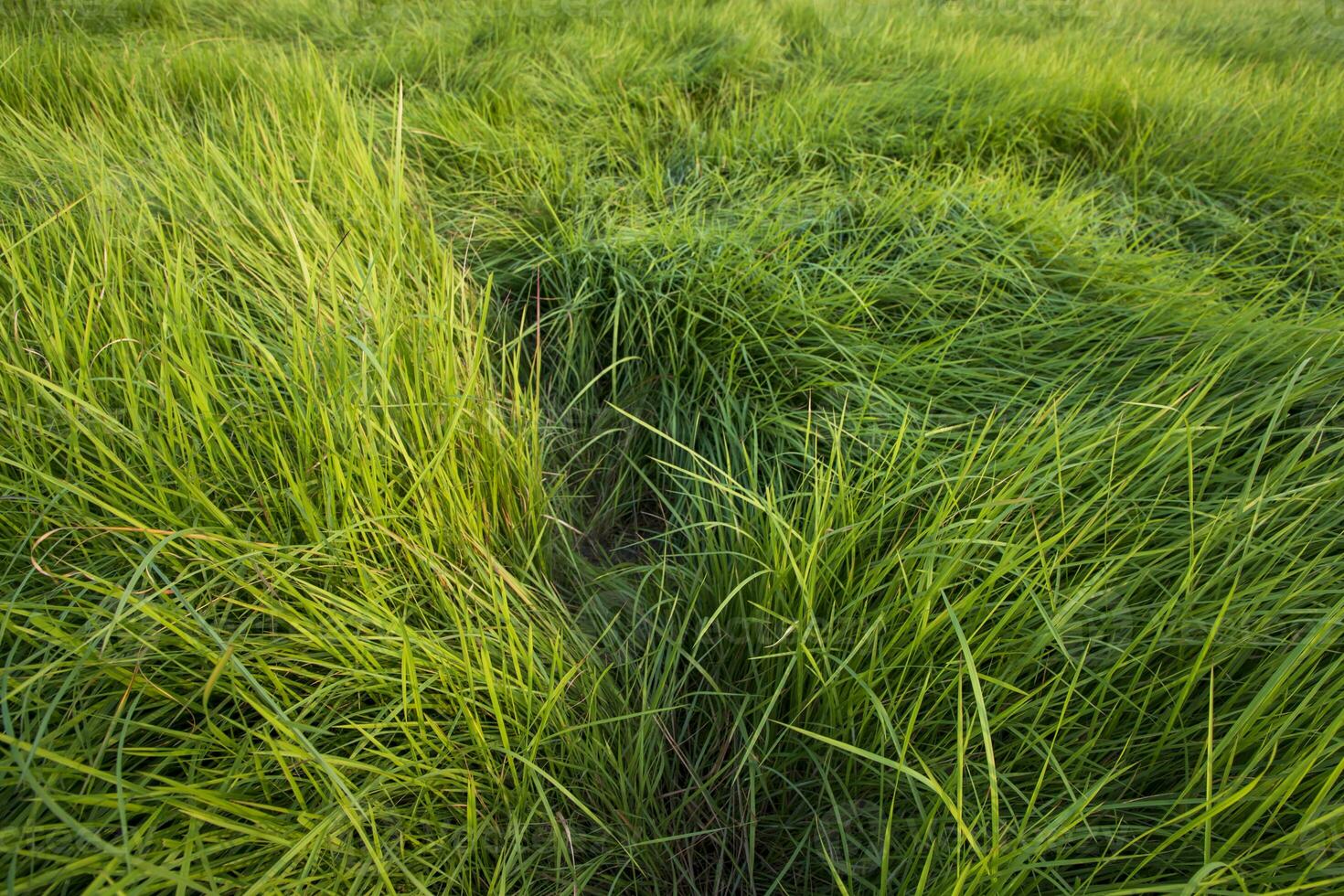 longue vert herbe abstrait modèle texture pouvez être utilisé comme une Naturel Contexte fond d'écran photo