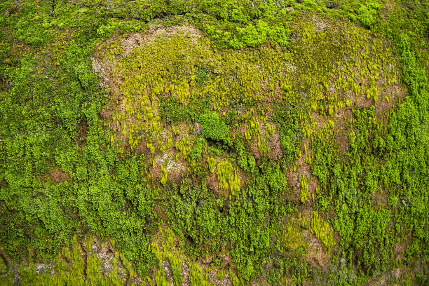 champignons vert mousse vieux béton mur abstrait texture Contexte fond d'écran. rouillé, sale, graveleux ancien Contexte photo