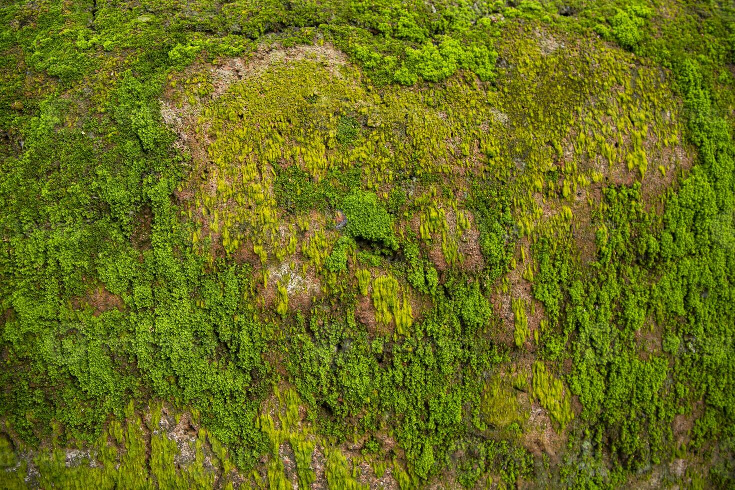 champignons vert mousse vieux béton mur abstrait texture Contexte fond d'écran. rouillé, sale, graveleux ancien Contexte photo