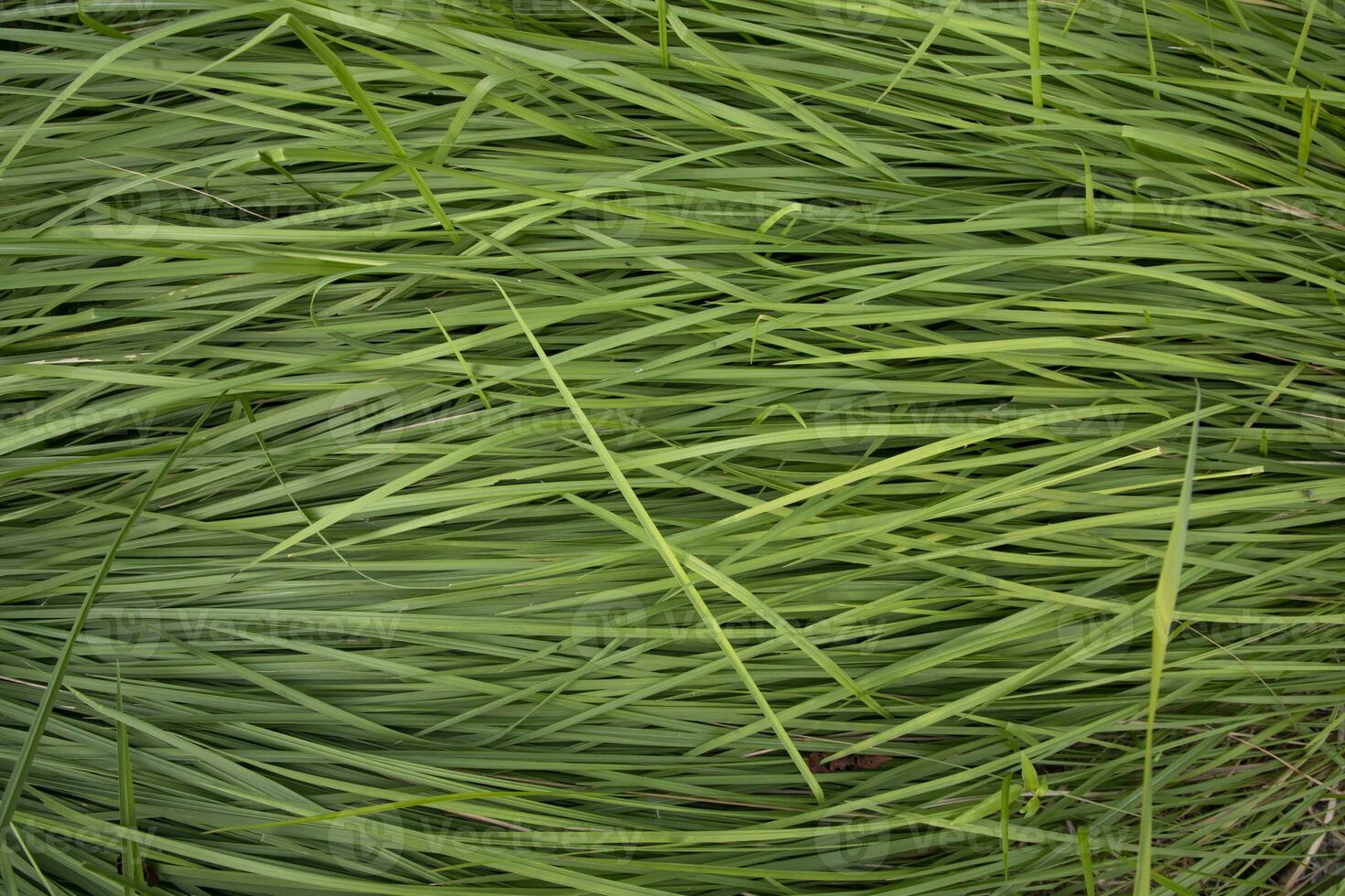 vert longue herbe modèle texture pouvez être utilisé comme une Naturel Contexte fond d'écran photo