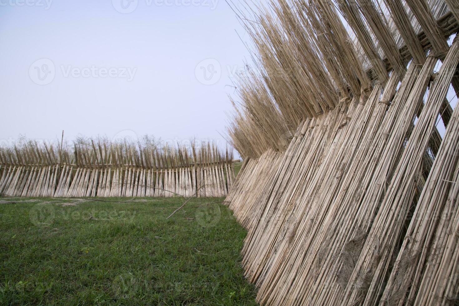 beaucoup jute des bâtons sont empilés pour Soleil séchage à sadarpur, faridpur, Bangladesh. un et seulement jute cultivation est dans faridpur, bangladesh photo