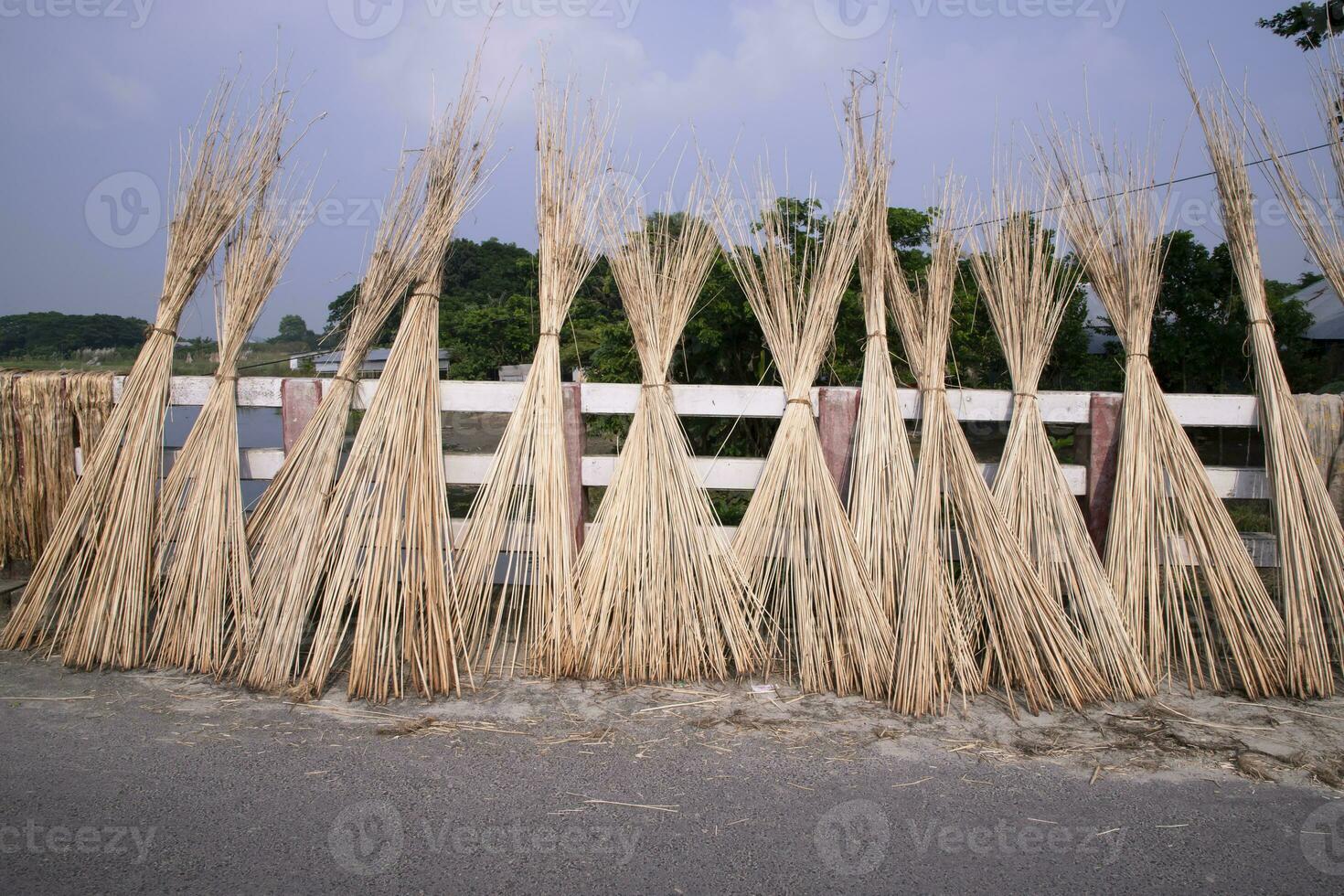 beaucoup jute des bâtons sont empilés pour Soleil séchage à sadarpur, faridpur, Bangladesh. un et seulement jute cultivation est dans faridpur, bangladesh photo