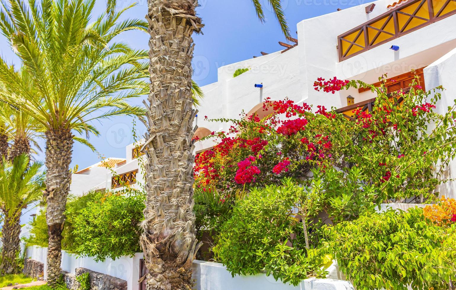 palmiers cocotiers et stations balnéaires canaries île espagnole tenerife afrique. photo