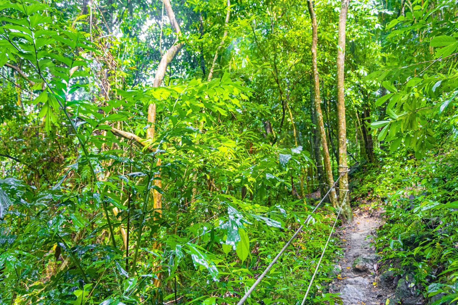 sentier de randonnée dans la jungle tropicale des palmiers de la forêt de koh samui en thaïlande. photo