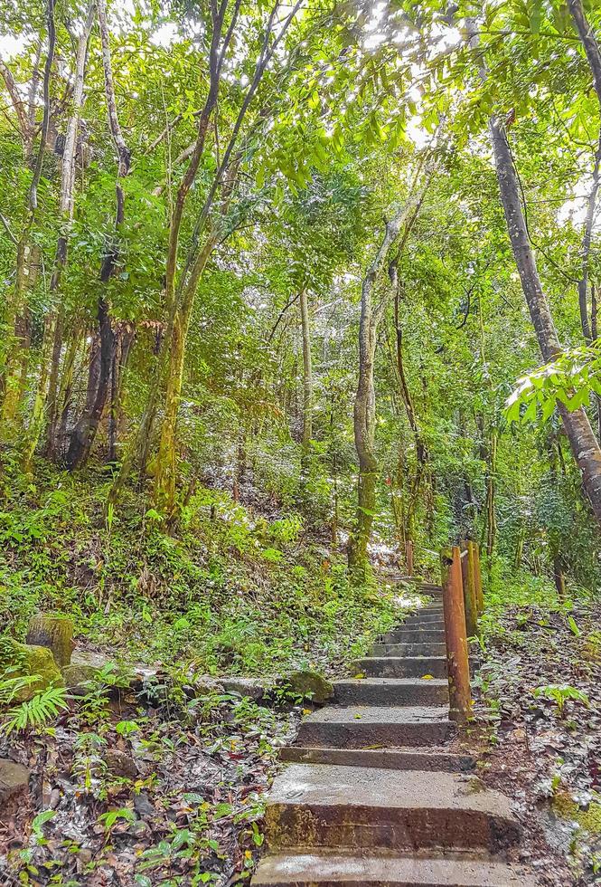 sentier de randonnée dans la jungle tropicale des palmiers de la forêt de koh samui en thaïlande. photo