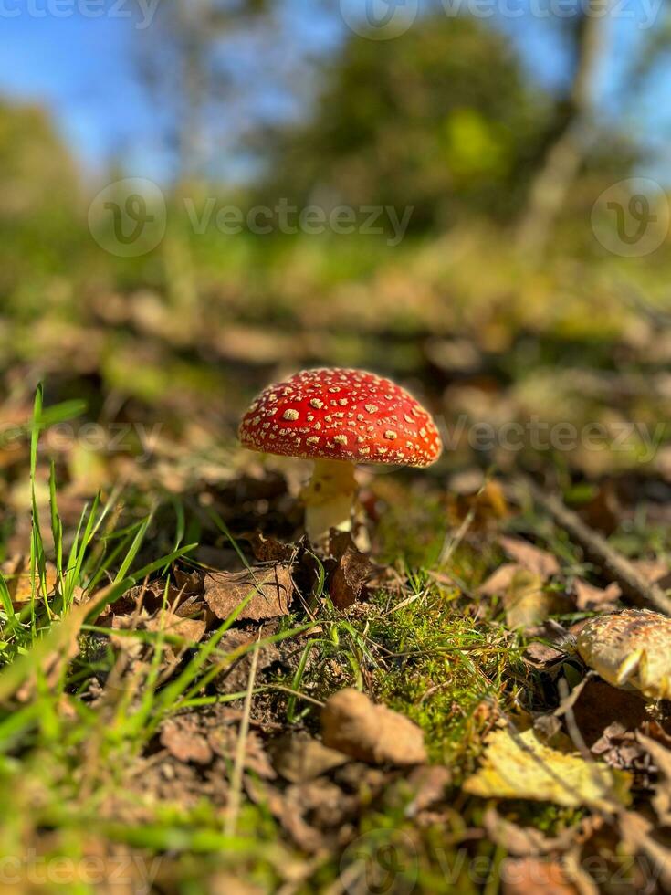 rouge champignon champignon vénéneux photo