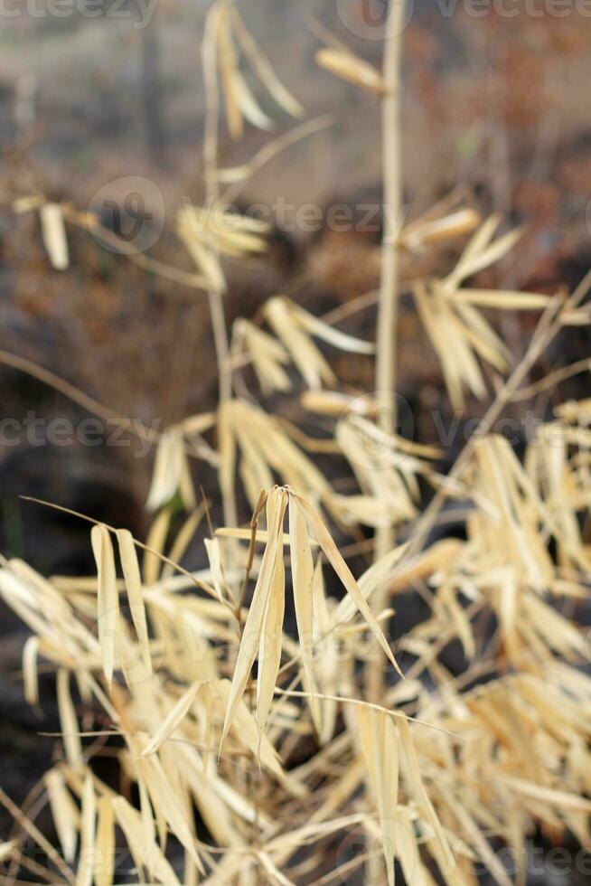 image de sec et mort feuilles photo