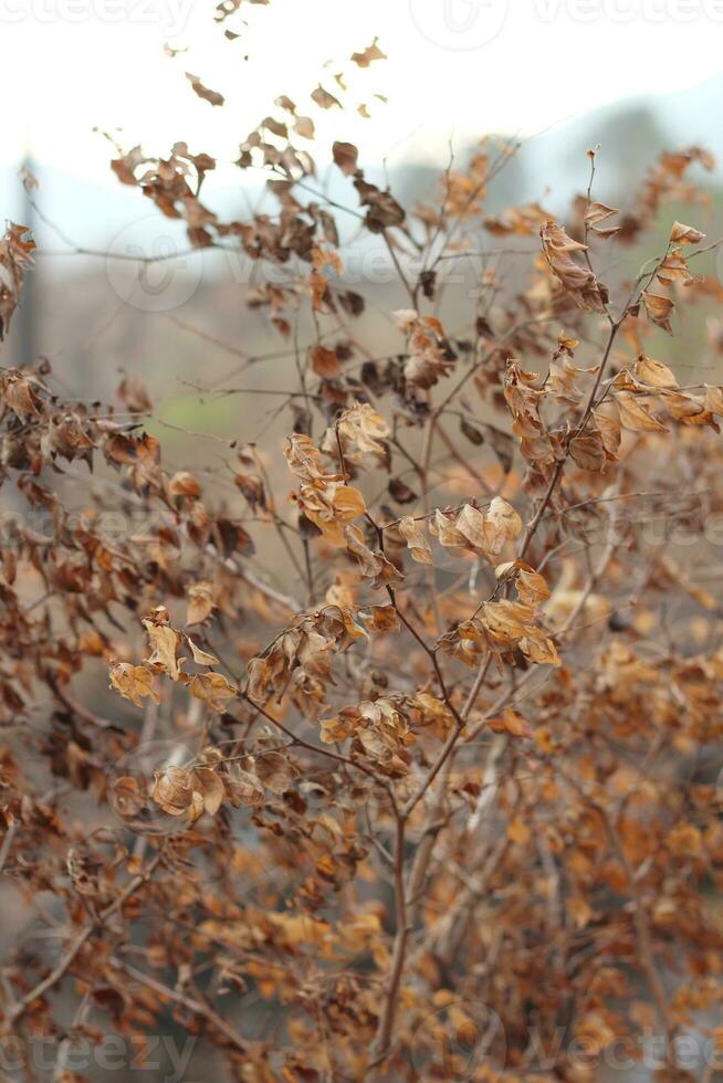 image de sec et mort feuilles photo