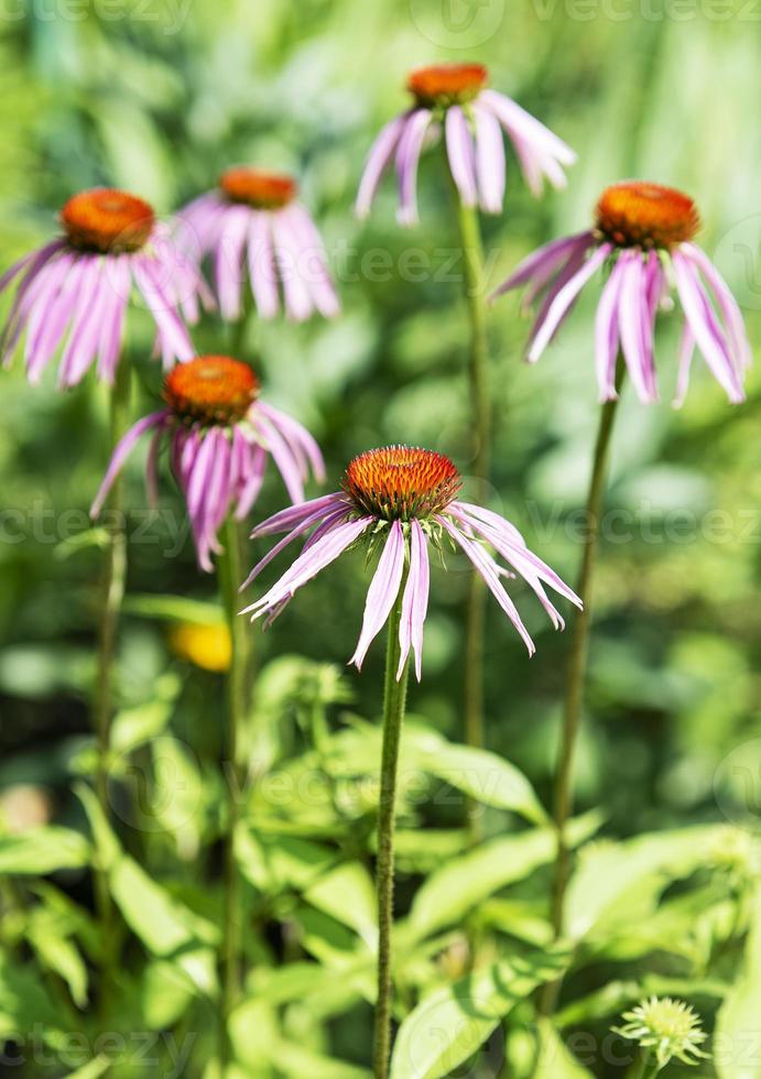 belles fleurs d'échinacée photo