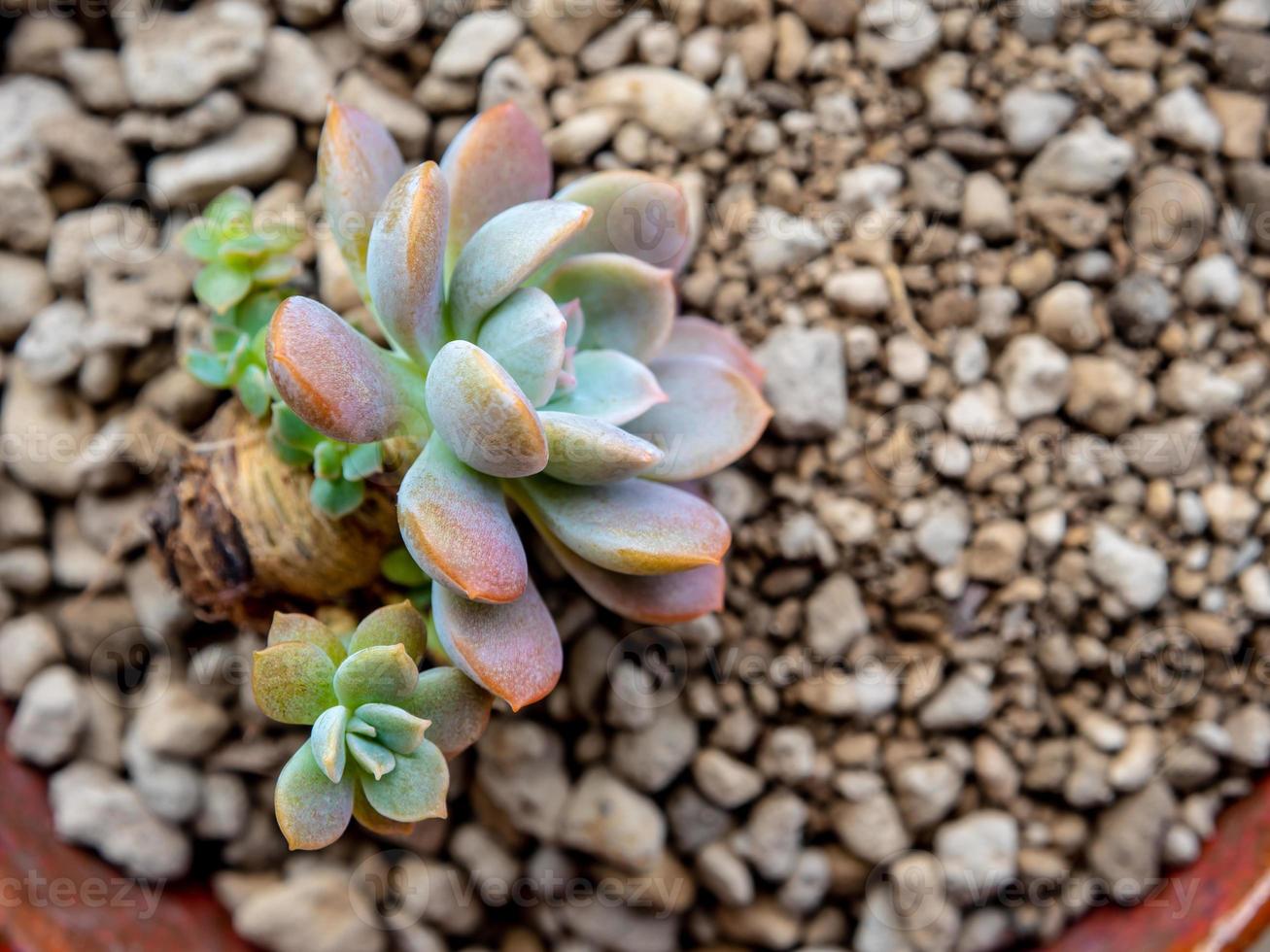 petite succulente sur pierre ponce préparer pour la plantation photo