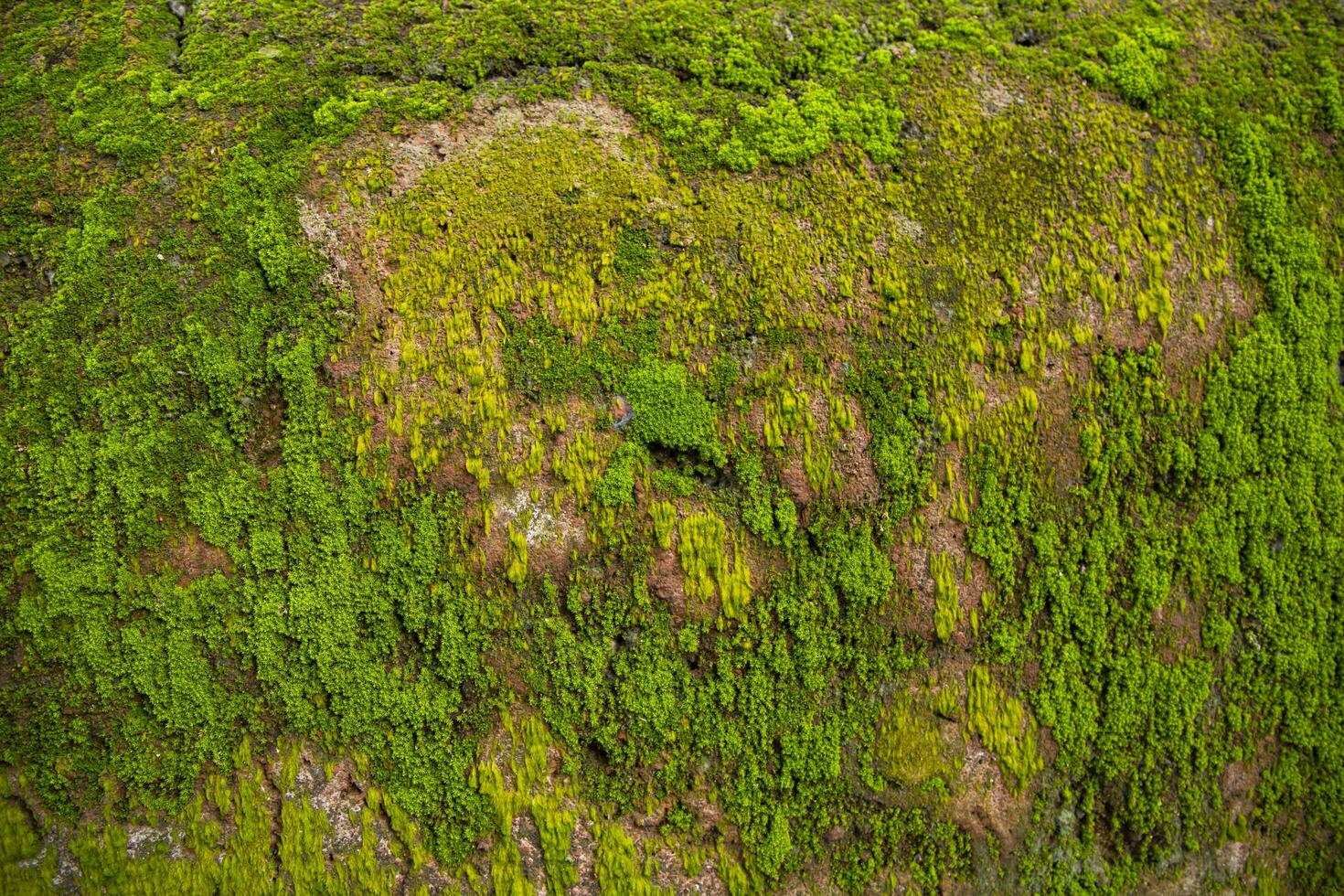 champignons vert mousse vieux béton mur abstrait texture Contexte fond d'écran. rouillé, sale, graveleux ancien Contexte photo