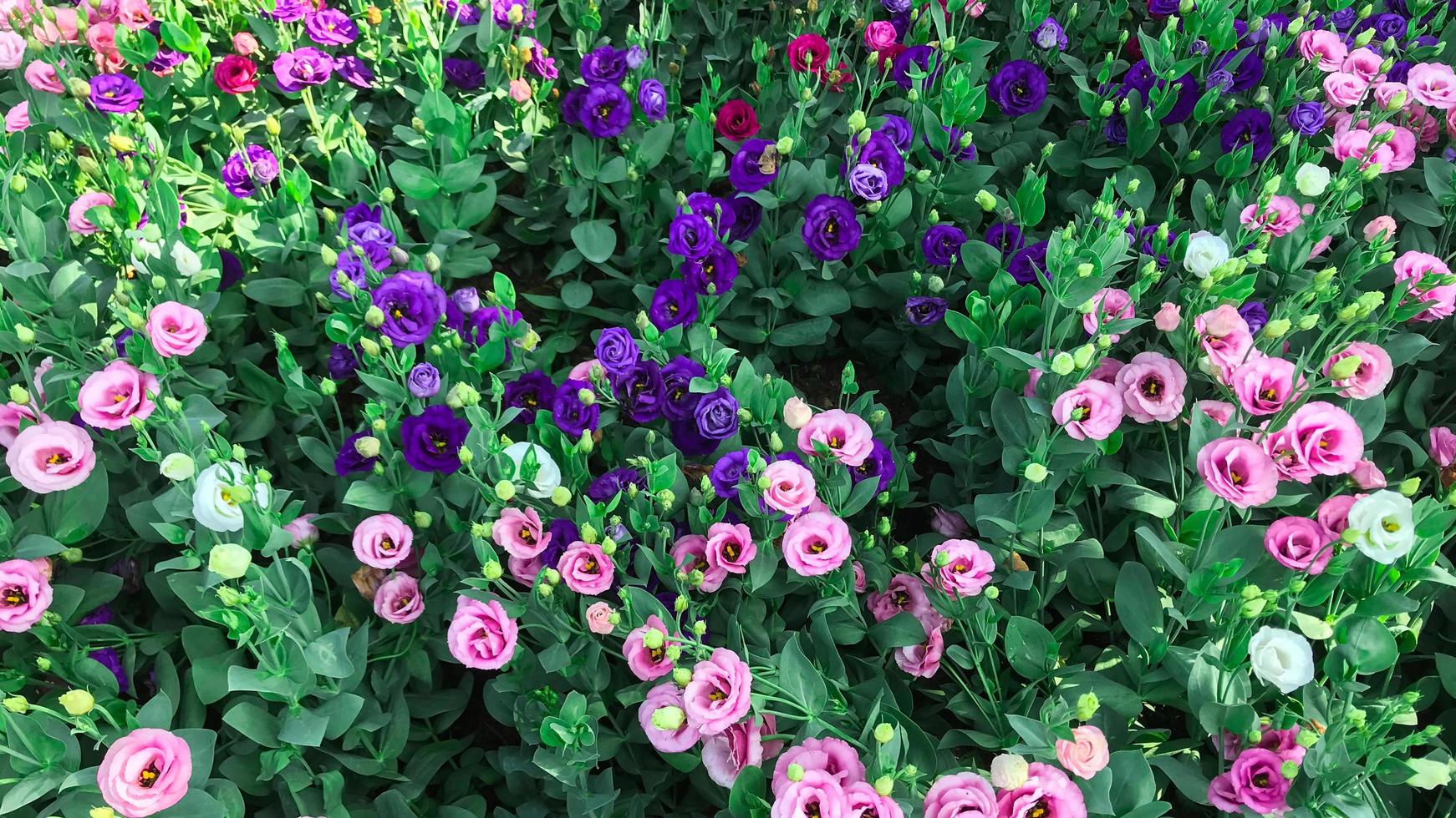 fleurs qui fleurissent dans le jardin le matin photo