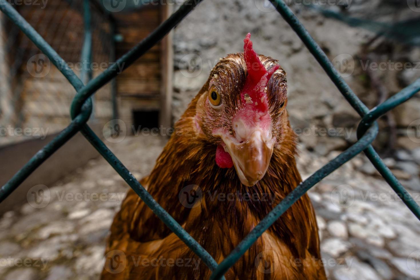 Gros plan d'une poule rouge à San Martino di Castrozza, Trento, Italie photo