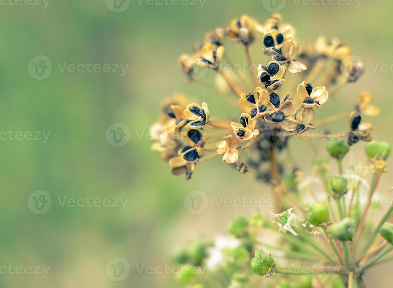 tête de fleur d'ail sec, en fleurs et crue dans la nature photo